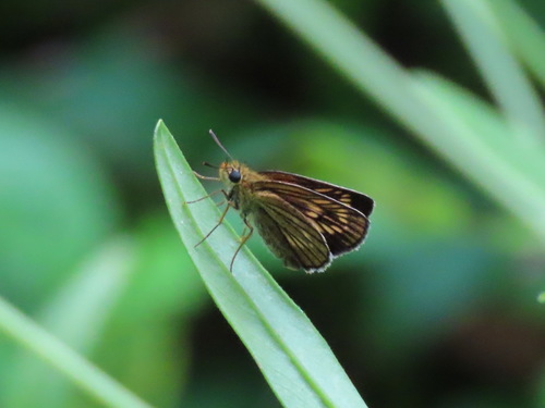 Thymelicus leoninus