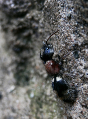 Ronisia barbarula