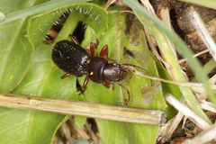 Eocarterus amicorum