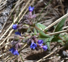 Pulmonaria australis