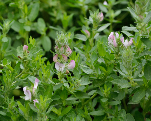 Field restharrow (Ononis arvensis)