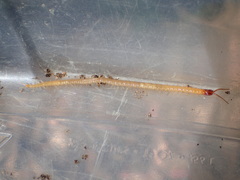 Dicellophilus limatus