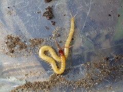 Dicellophilus limatus