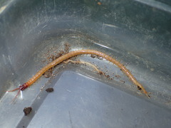 Dicellophilus limatus