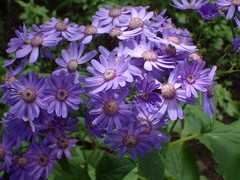 Pericallis × hybrida