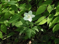 Anemonoides nikoensis