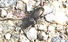 Pterostichus jurinei