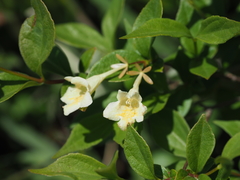 Diabelia stenophylla