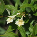 Linnaea spathulata - Photo (c) Keita Watanabe, algunos derechos reservados (CC BY-NC), subido por Keita Watanabe