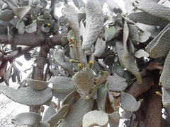 Consolea moniliformis