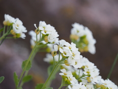 Draba borealis