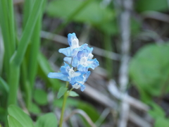 Corydalis fumariifolia azurea