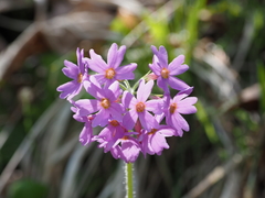 Primula jesoana pubescens