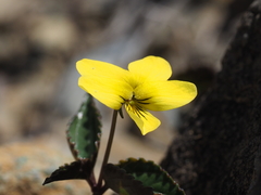 Viola brevistipulata