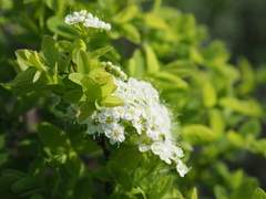Spiraea media