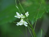 Arabis serrata japonica - Photo (c) Keita Watanabe, some rights reserved (CC BY-NC), uploaded by Keita Watanabe