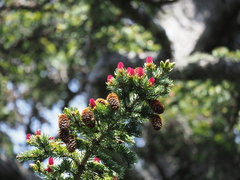 Picea jezoensis