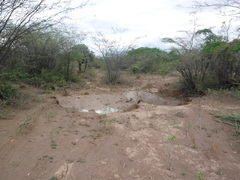 Consolea moniliformis