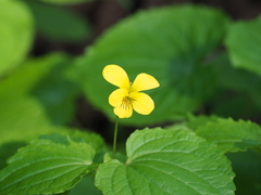 Viola brevistipulata