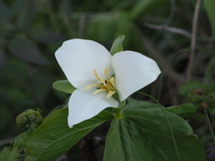 Trillium camschatcense