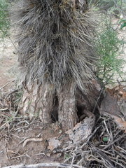 Consolea moniliformis