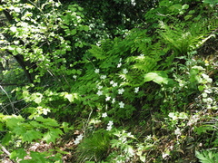 Anemonoides nikoensis