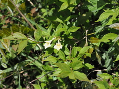 Diabelia stenophylla