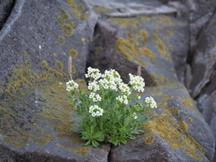 Draba borealis