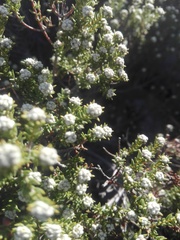 Phylica rogersii