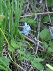 Corydalis fumariifolia azurea