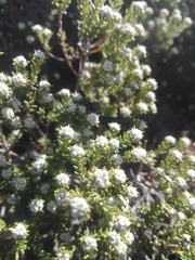 Phylica rogersii