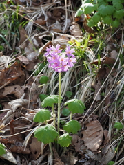 Primula jesoana pubescens