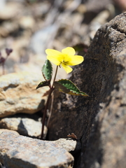Viola brevistipulata