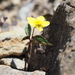 Viola brevistipulata hidakana hidakana - Photo (c) Keita Watanabe, some rights reserved (CC BY-NC), uploaded by Keita Watanabe