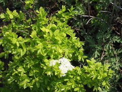 Spiraea media