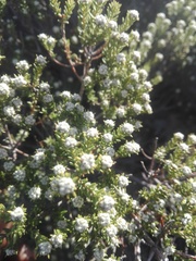 Phylica rogersii