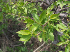 Malus mandshurica