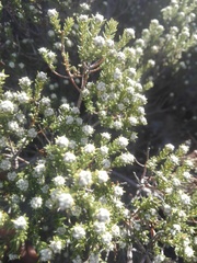 Phylica rogersii