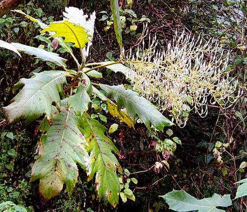 Parrotweed (Bocconia frutescens)