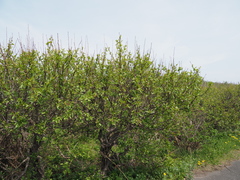 Malus mandshurica