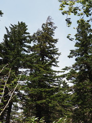 Picea jezoensis