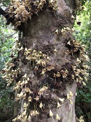 Syzygium cormiflorum