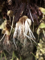 Syzygium cormiflorum