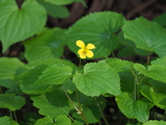 Viola brevistipulata