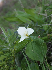 Trillium camschatcense