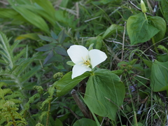 Trillium camschatcense