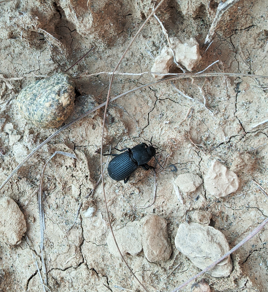 Darkling Beetles from Talagang, Punjab, Pakistan on November 29, 2022 ...
