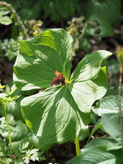 Trillium apetalon