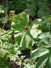 Trillium apetalon