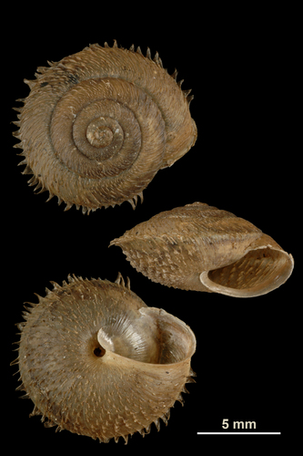 Ciliate Snail